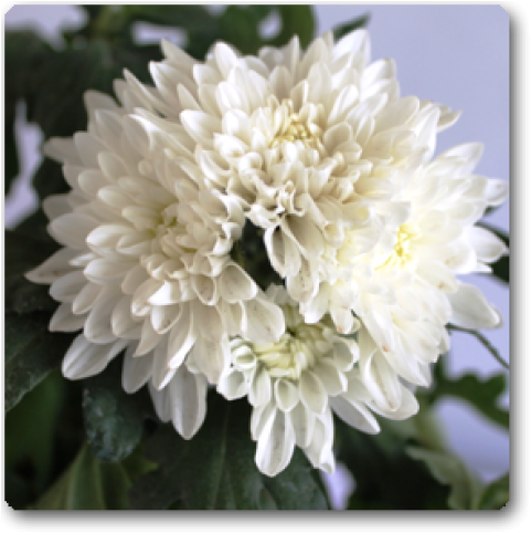Shevanti Chrysanthemum White Plant - White Shevanti Plant Clipart (650x489), Png Download