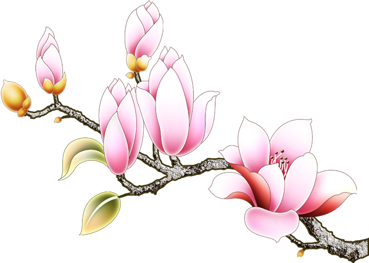 Vector Flowers Magnolia - Rosa Glauca Clipart (1417x1417), Png Download