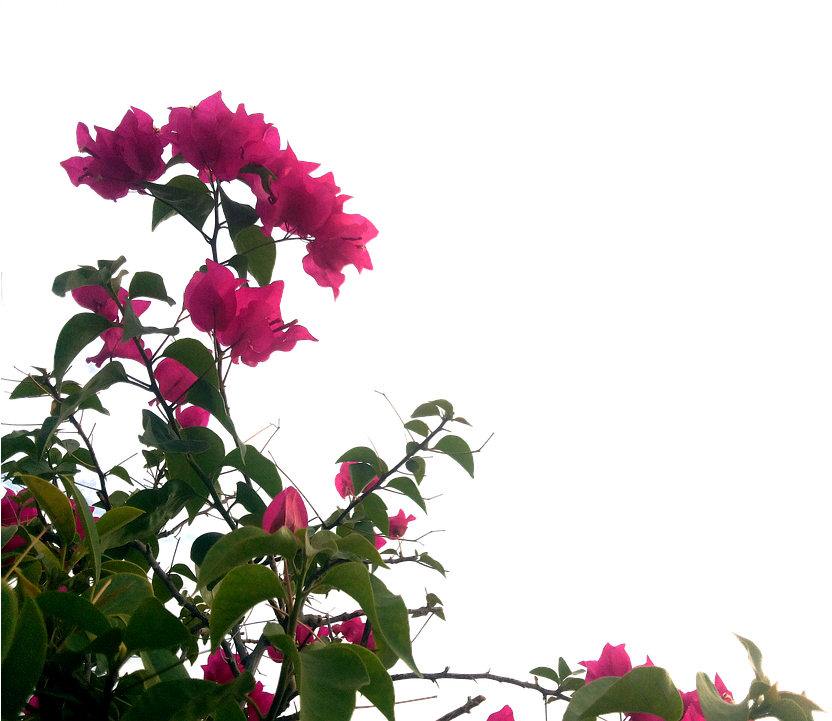 Elimina Rápidamente Estas Plantas De Tu Hogar - Transparent Nature Png Clipart (960x720), Png Download