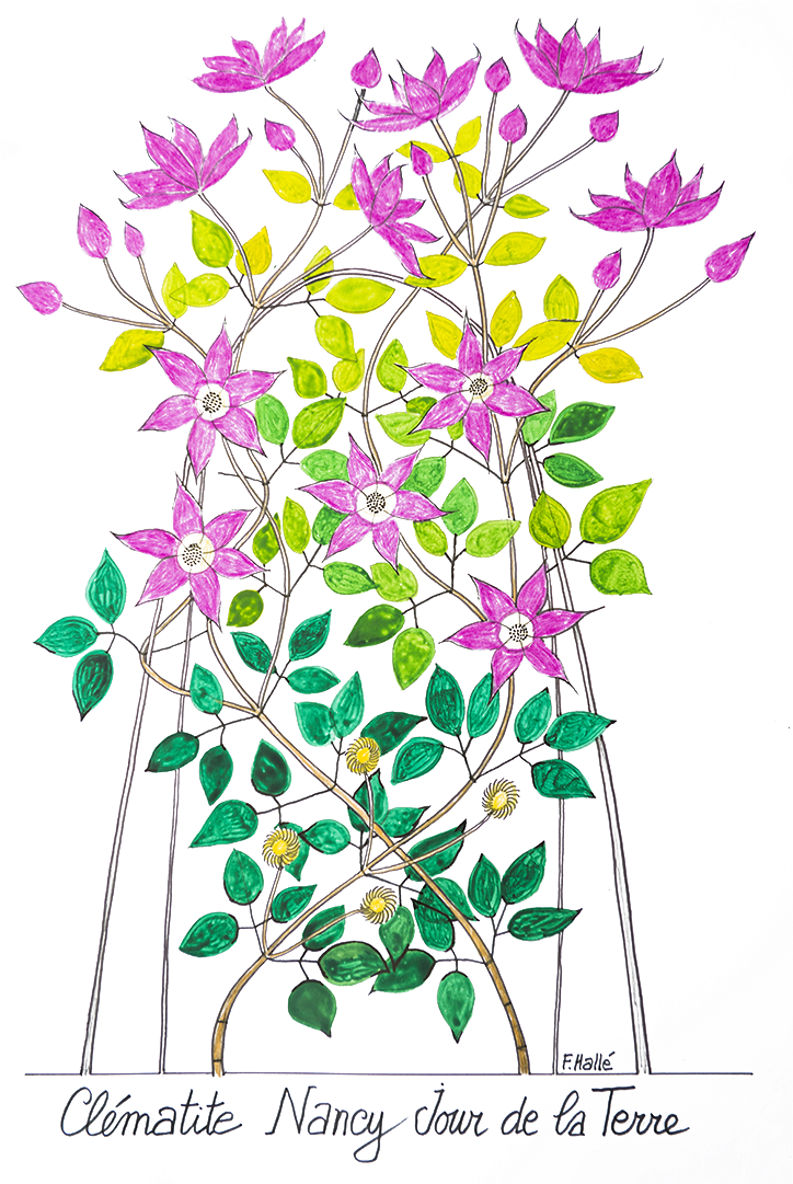 Pre-order The Clematis Nancy - Bouquet Clipart (1920x1080), Png Download