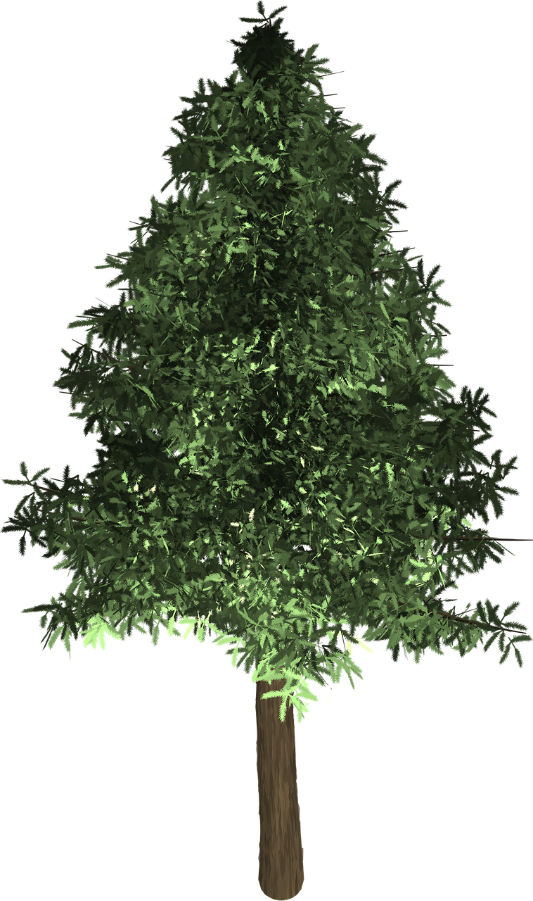 Tree Evergreen Isolated Pine Png Image Clipart (758x1280), Png Download