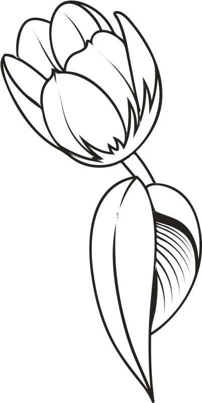 Tulip Flower Drawing - Tulip Flower Drawing Png Clipart (800x800), Png Download