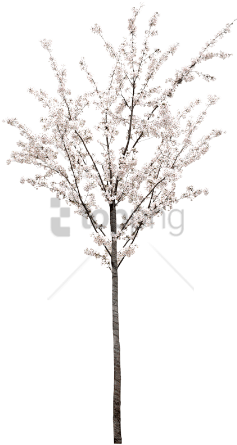 Free Png Spring Tree Png Png Image With Transparent - White Cherry Blossom Tree Png Clipart (480x900), Png Download
