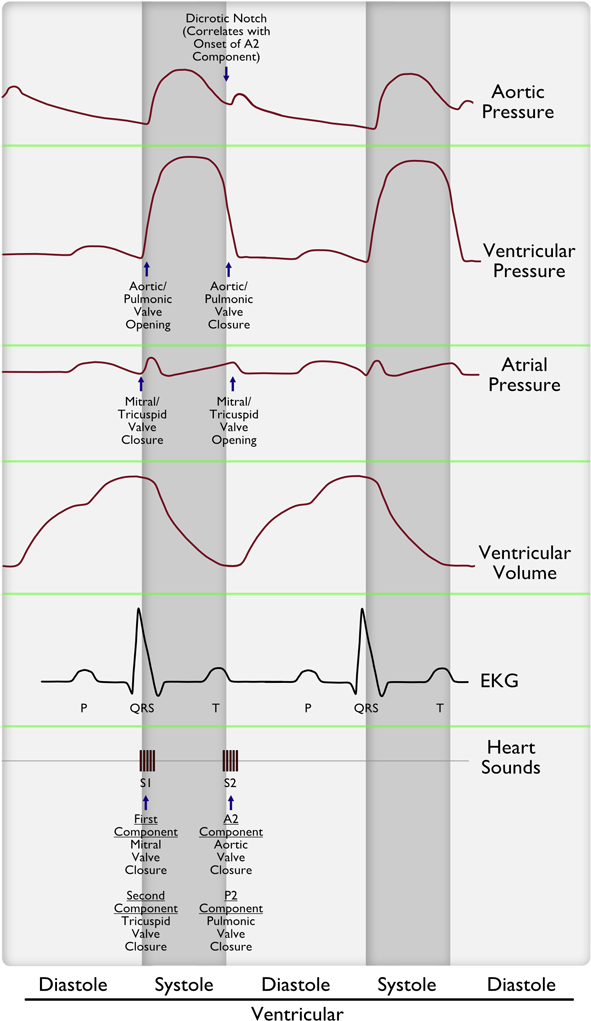 Normal Cardiac Cycle - Heart Murmur Cardiac Cycle Clipart (600x1031), Png Download