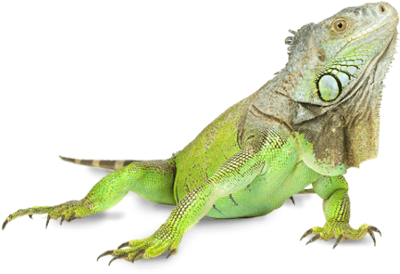 Iguana Png Clipart Large Size Png Image Pikpng