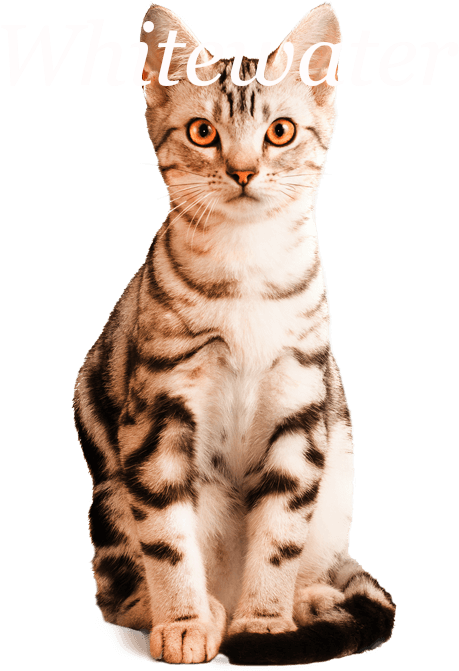 American Shorthair Png , Png Download - Arabian Mau Clipart (459x671), Png Download