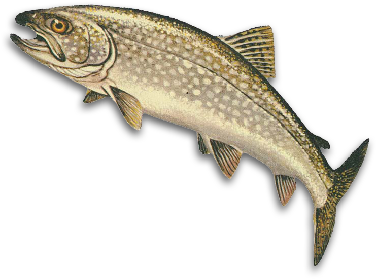 Walleye Png - Lake Trout Clipart (800x563), Png Download