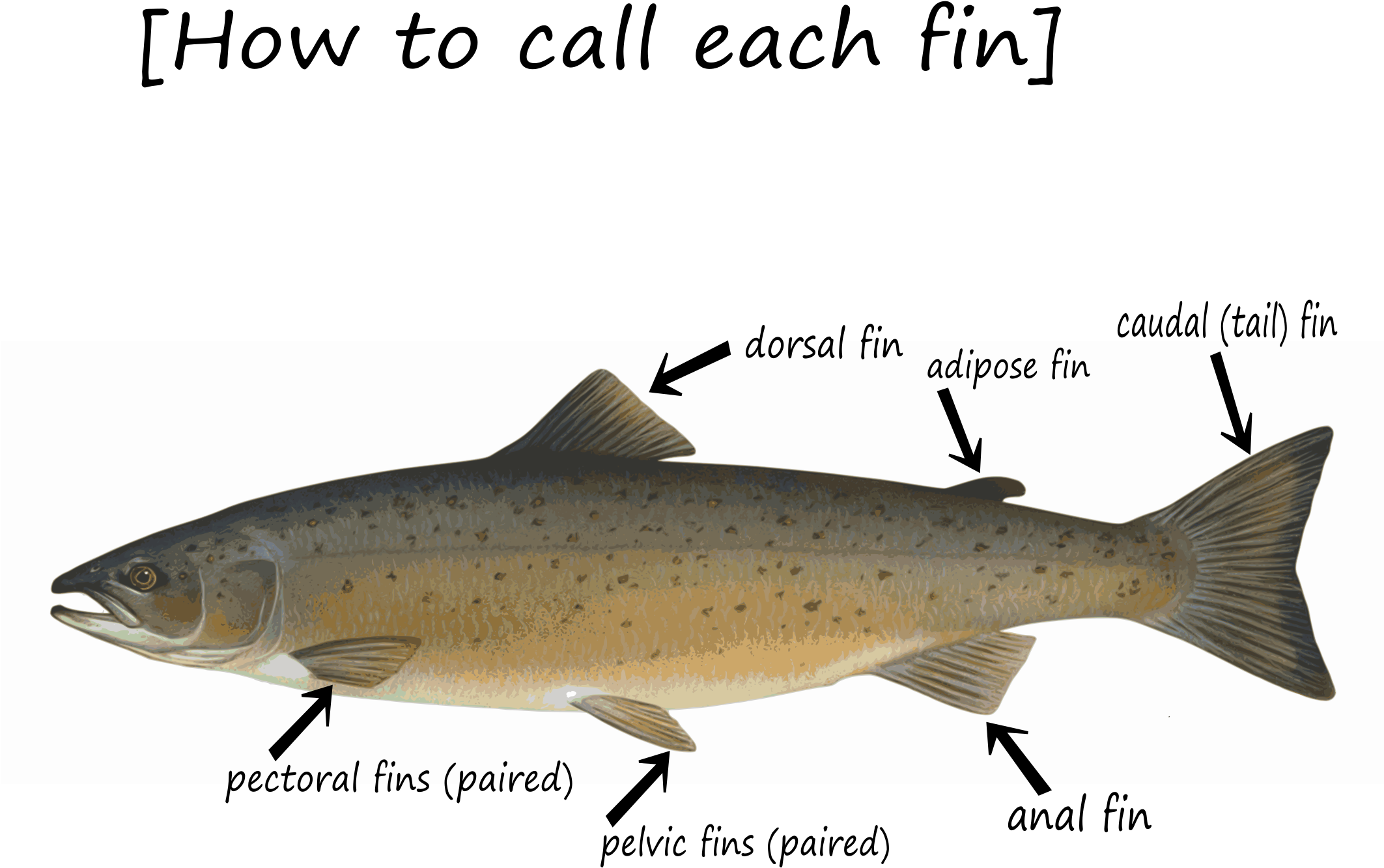This Free Icons Png Design Of Fin-how To Call - Salmon Trout And Cod Clipart (2400x1600), Png Download