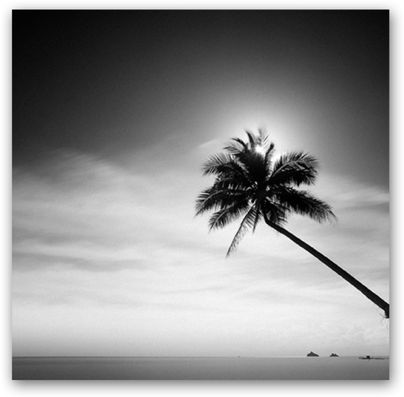 Coconut Tree - Monochrome Clipart (800x800), Png Download