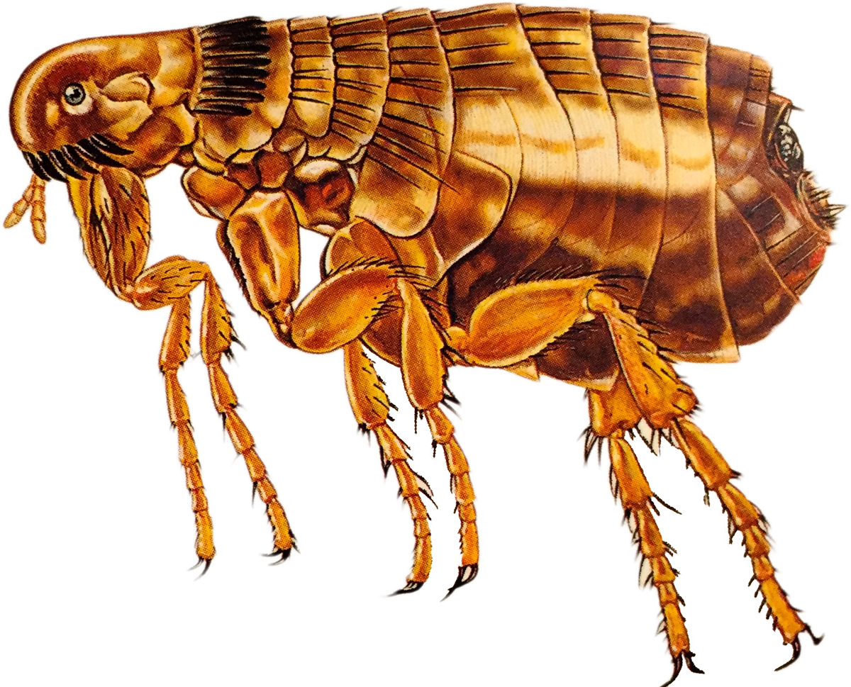 Download Flea Png Transparent Image - Adult Flea Size Clipart (1200x969), Png Download