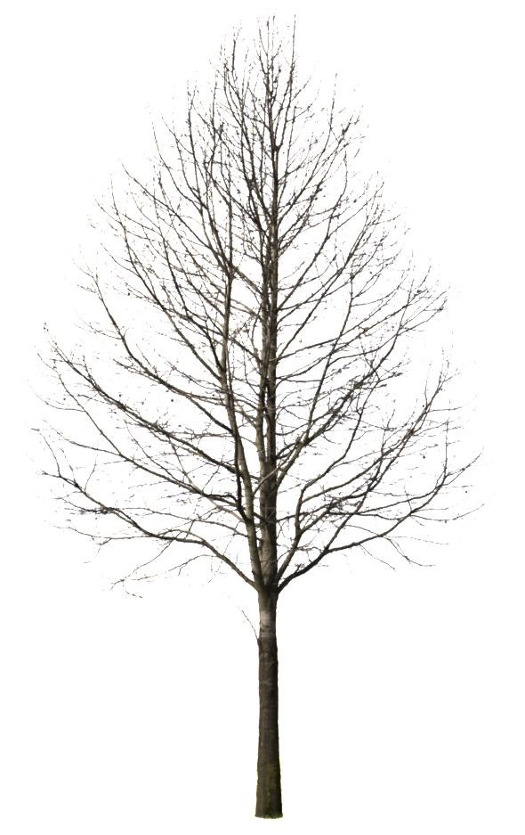 Tree Drawing At Getdrawings - Tree Cut Out Winter Clipart (612x950), Png Download