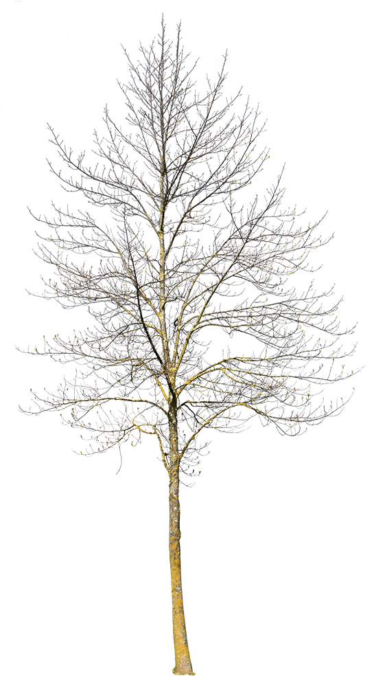 Deciduous Tree Winter Iii - Winter Tree Cut Out Clipart (560x1000), Png Download