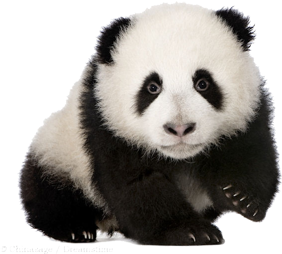 Baby Panda Png Download Image - Panda Cub No Background Clipart (700x576), Png Download