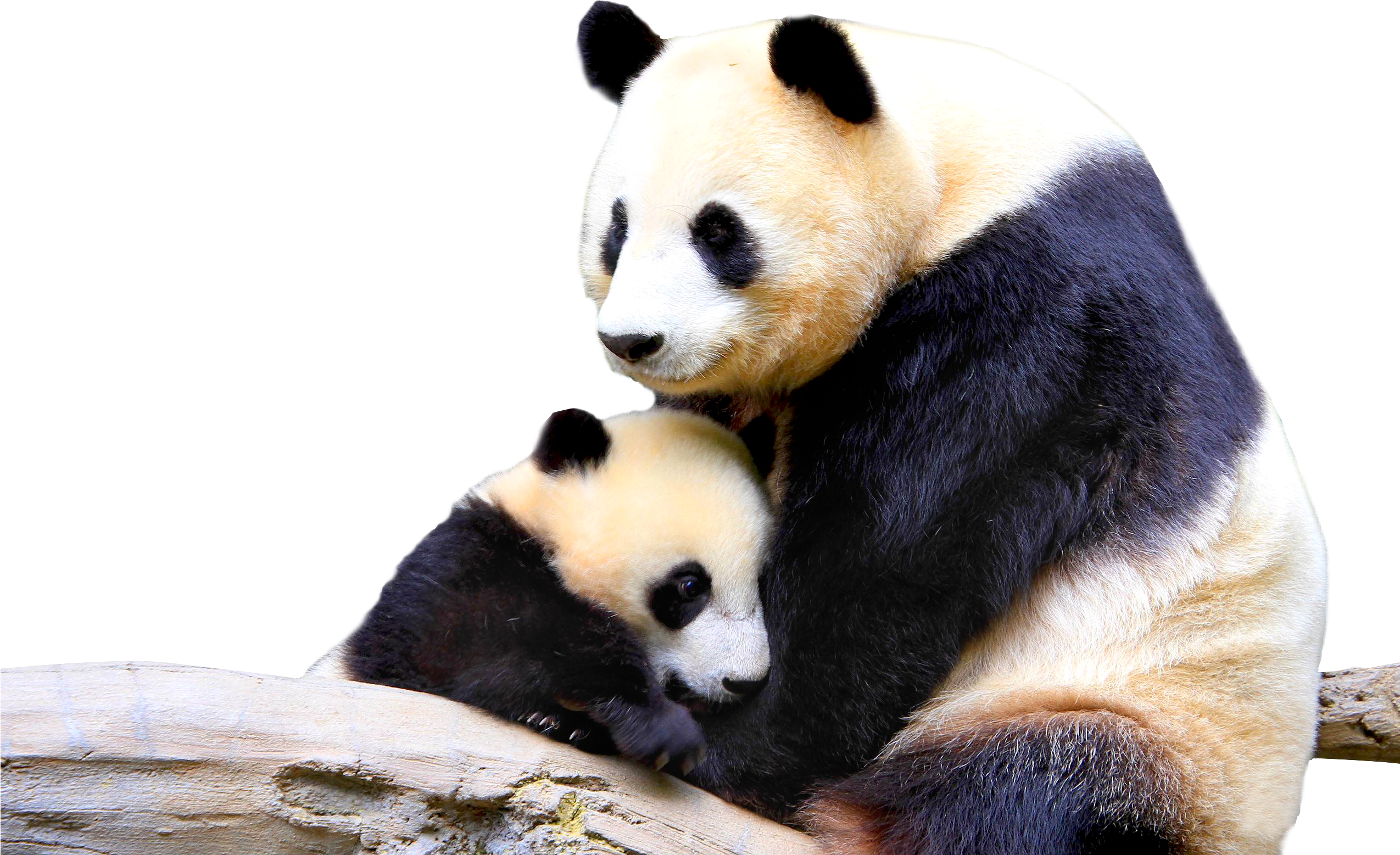 Panda Png - Baby And Mother Panda Clipart (2548x1600), Png Download