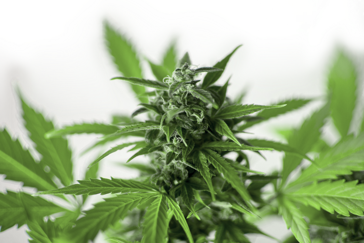 Cannabis Plant - Cannabis Clipart (1200x800), Png Download