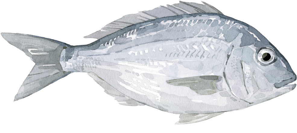 Bass , Png Download - Bass Clipart (985x441), Png Download