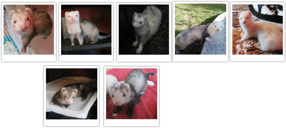 Virginia Opossum Clipart (918x413), Png Download