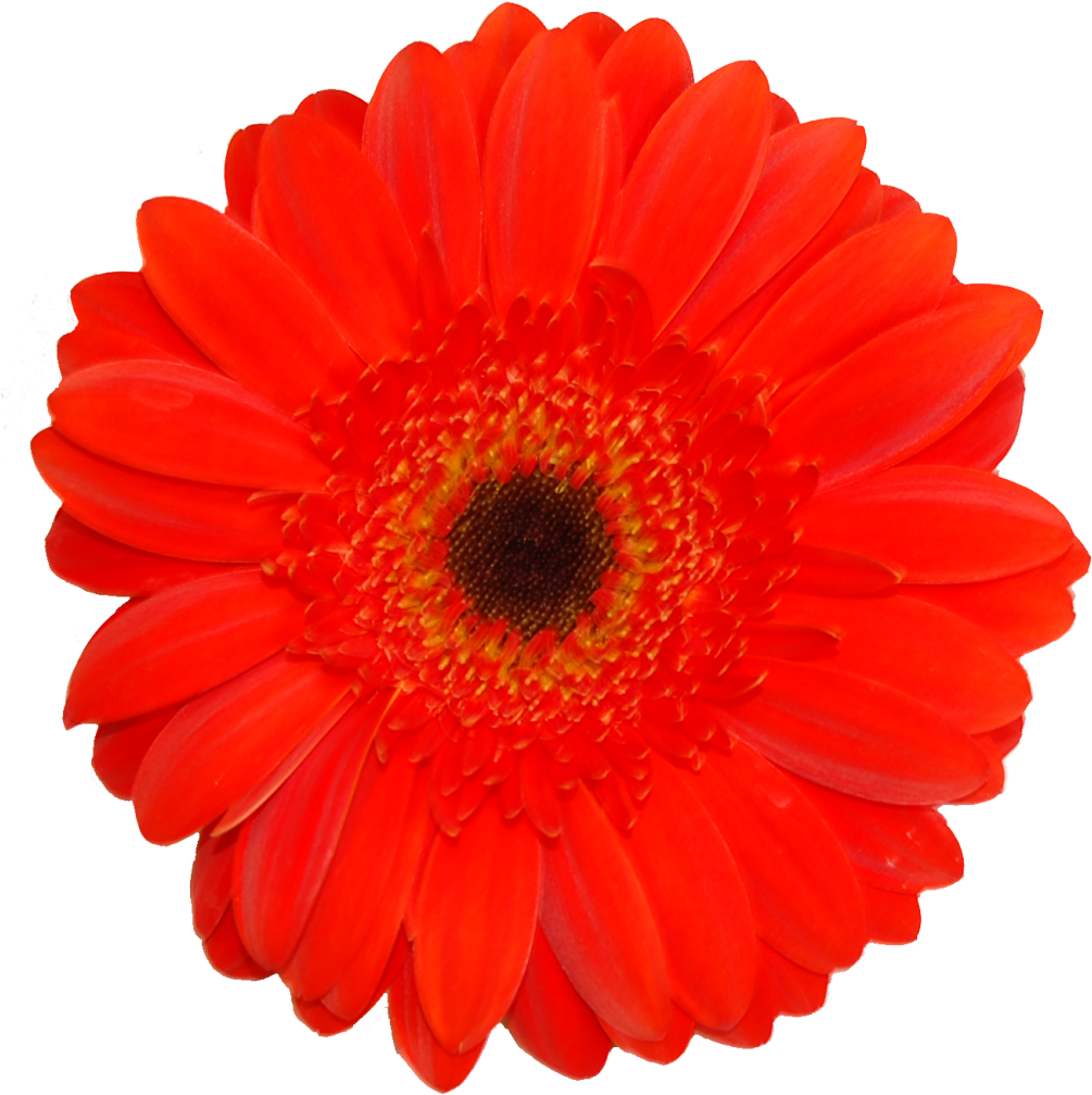 Gerberas - Barberton Daisy Clipart (1030x1030), Png Download