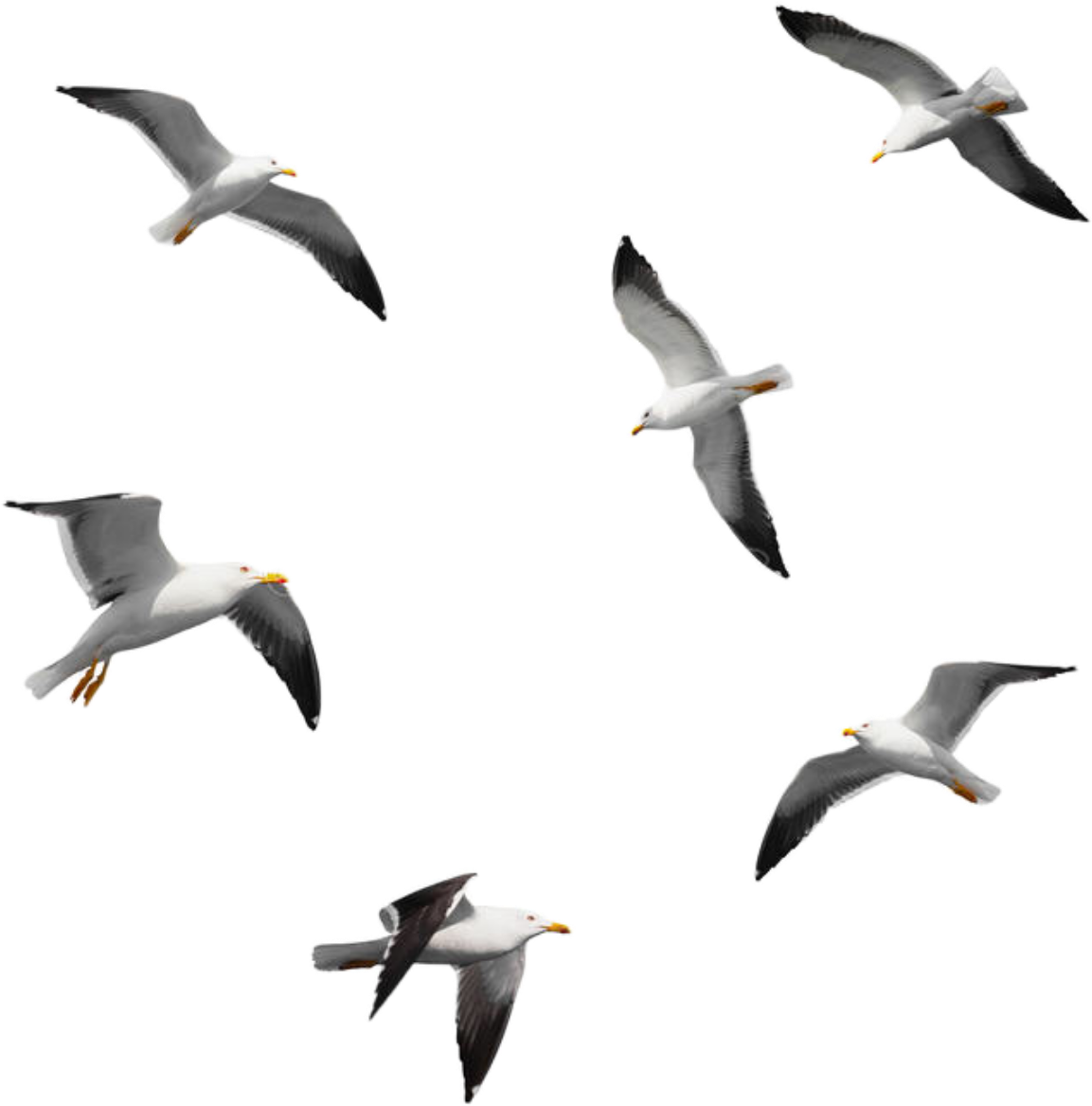 Seagulls Sticker - Seagulls Flying Isolated Clipart (1153x1168), Png Download