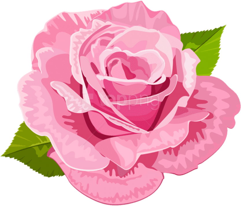 Free Png Download Rose Pink Deco Png Images Background - Hybrid Tea Rose Clipart (850x723), Png Download