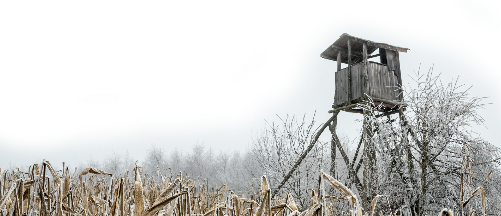 Wyvern Creations Clipart (1920x827), Png Download