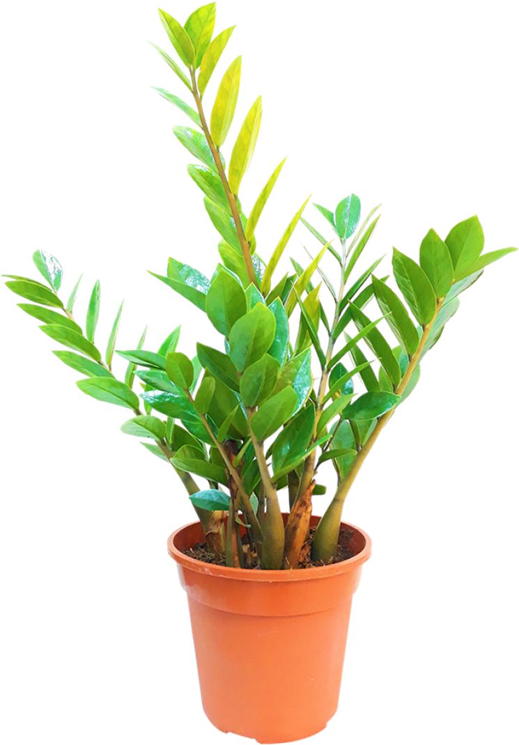 Flowerpot Clipart (910x1155), Png Download