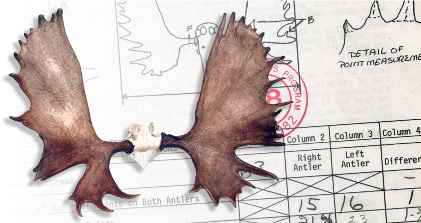 B&c World's Record - Marine Mammal Clipart (838x445), Png Download