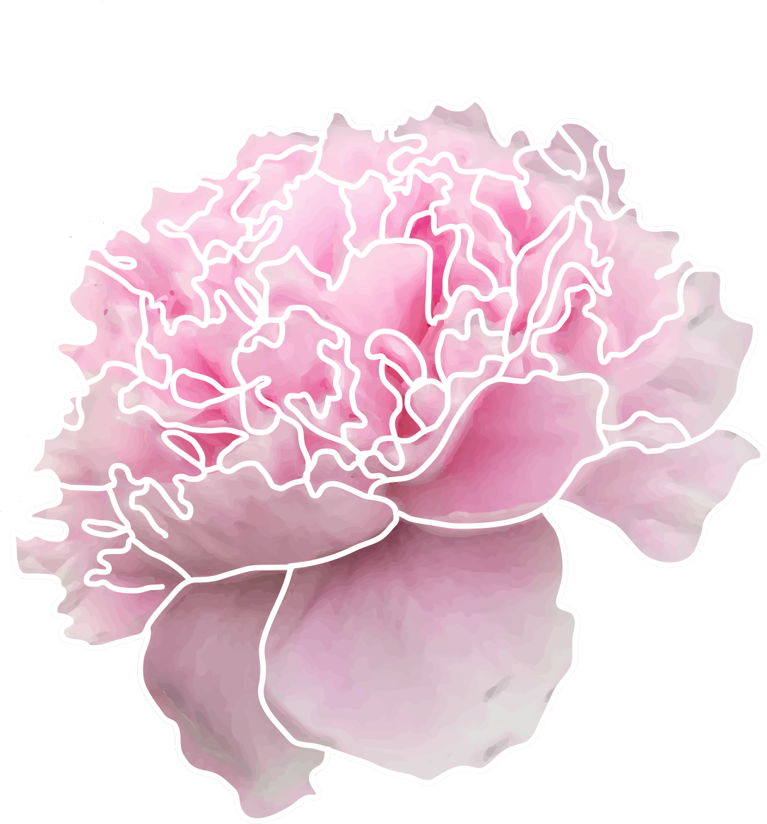 Cut Peony - - Carnation Clipart (1500x1223), Png Download