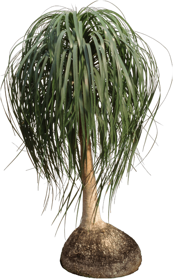 Ponytail Palms - Houseplant Clipart (558x898), Png Download
