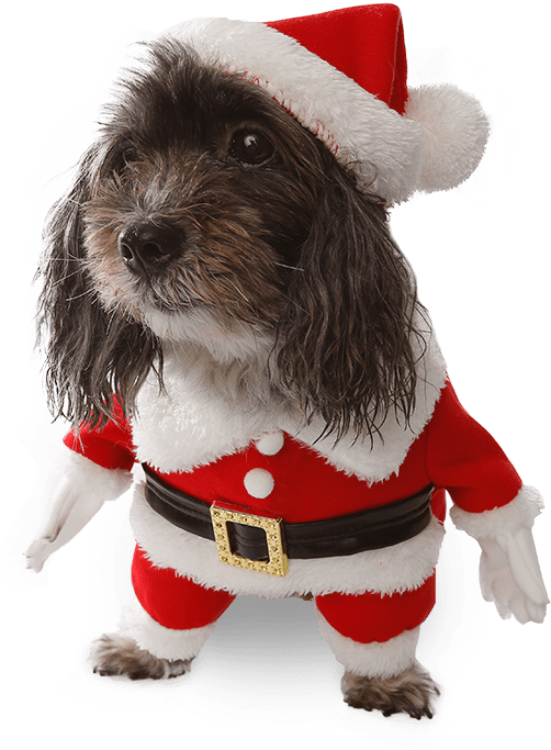 Costumes Star Wars Ewok Pet Dog Costume, Australia - Companion Dog Clipart (502x683), Png Download