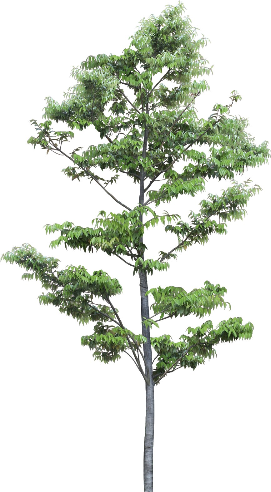 Pin By Ar - Pond Pine Clipart (867x1576), Png Download