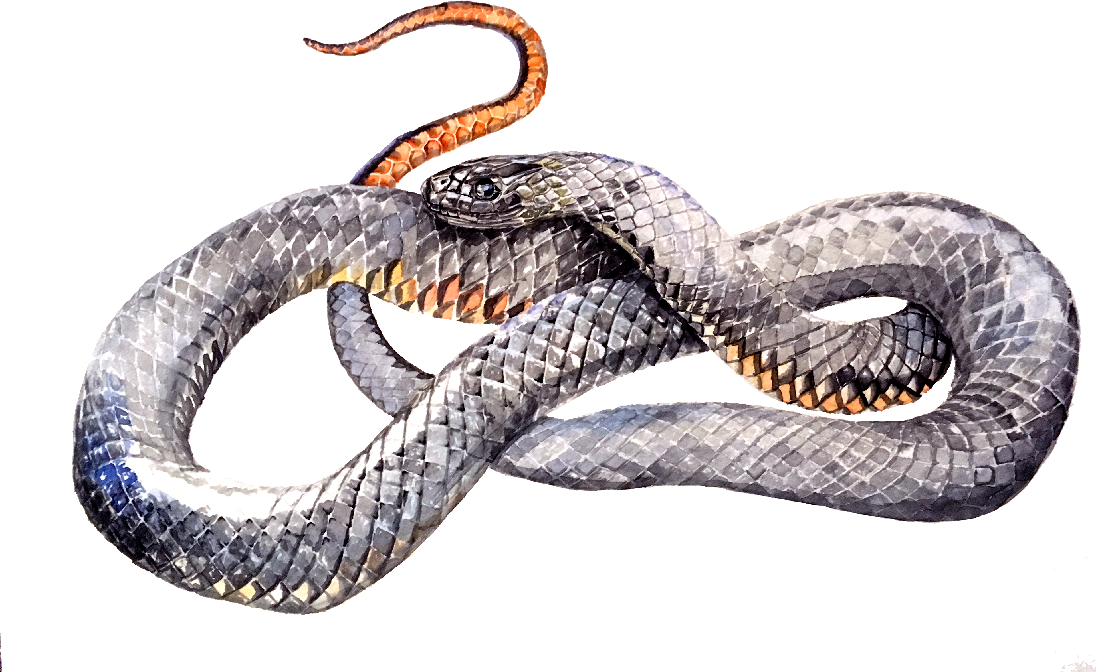 Serpent Clipart (3841x2357), Png Download