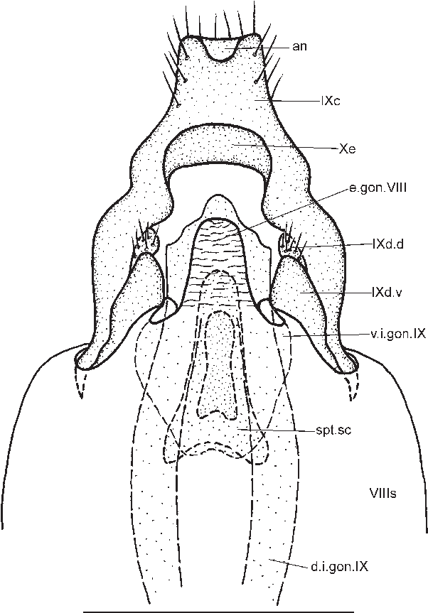 Female Genitalia Of Apatania Mongolica, Ventral - Sketch Clipart (616x866), Png Download