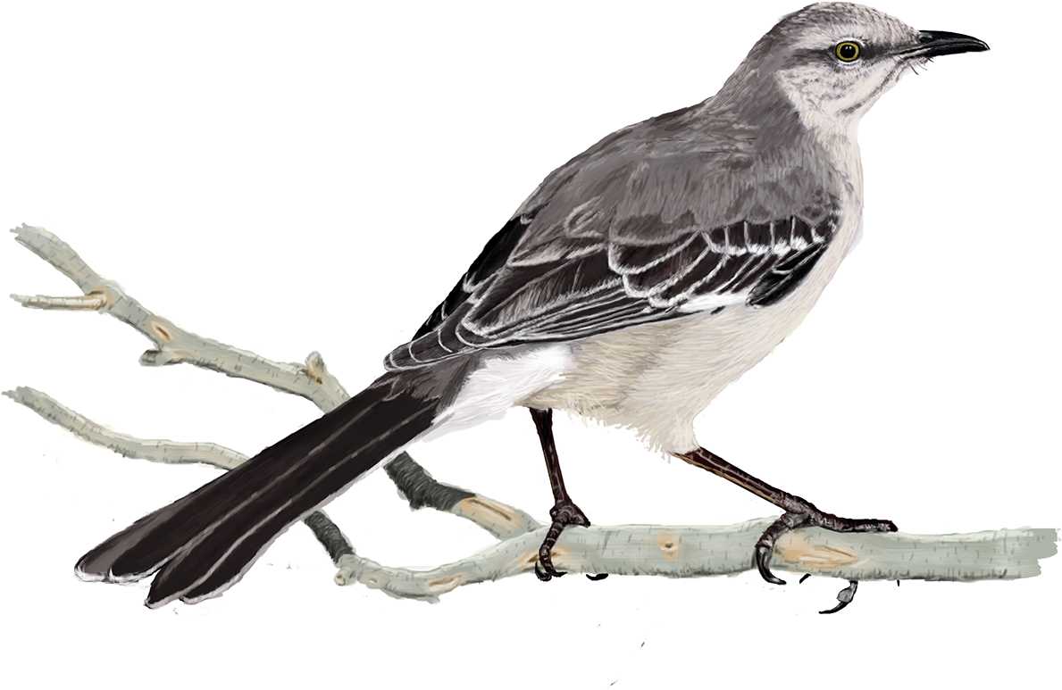 Digital Birds On - Northern Mockingbird Clipart (1200x1200), Png Download