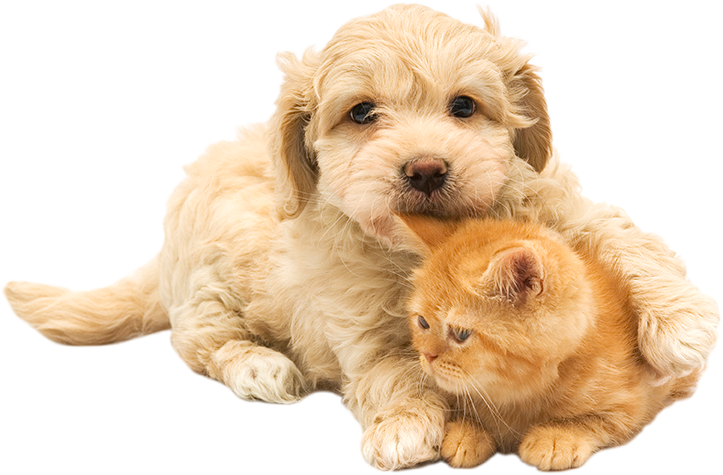 Your New Pet Deserves The Best Care From Day One - Pet Clipart (723x475), Png Download