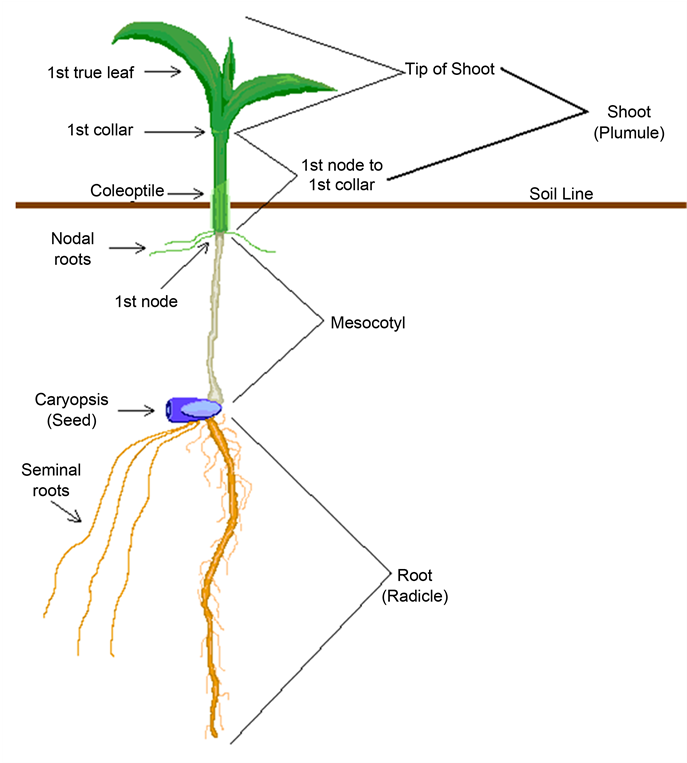 Emergence And Seedling Characteristics Of Maize Native - Parts Of A Seedling Clipart (903x762), Png Download