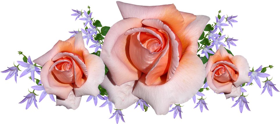 Flowers, Roses, Arrangement, Bouquet, Bloom - Garden Roses Clipart (961x425), Png Download