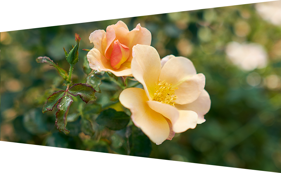 Chinook Rose Banner - Virginia Rose Clipart (960x591), Png Download