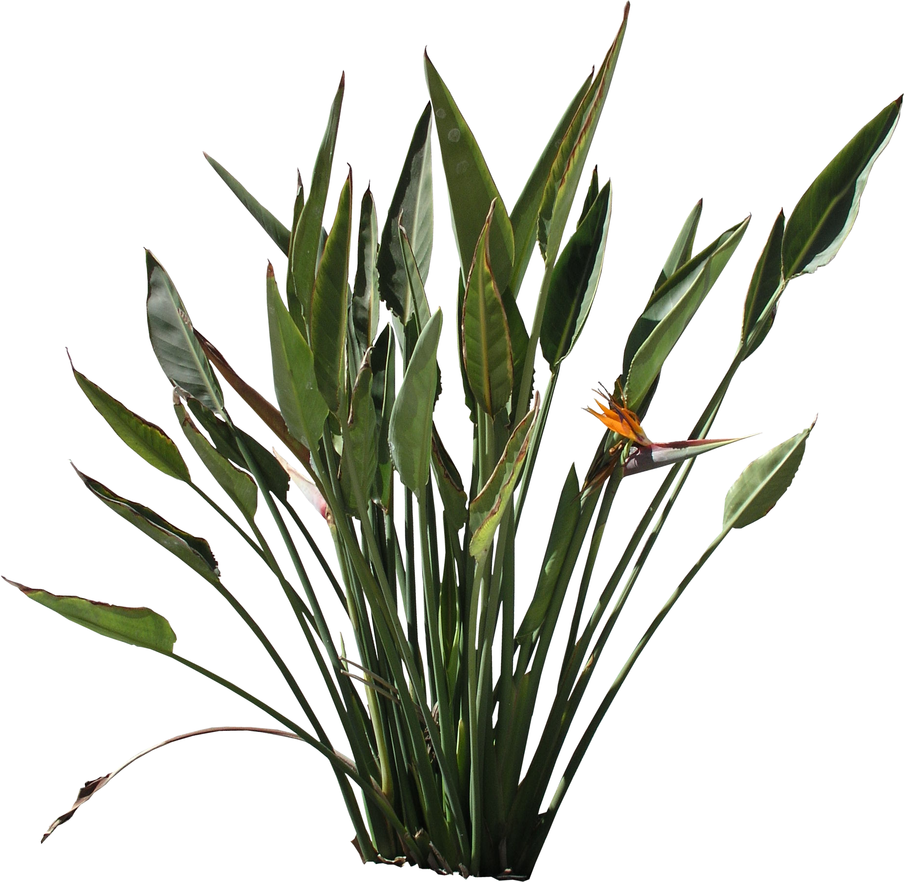 Grass Png Texture - Paradise Bird Flower Texture Clipart (1852x1808), Png Download