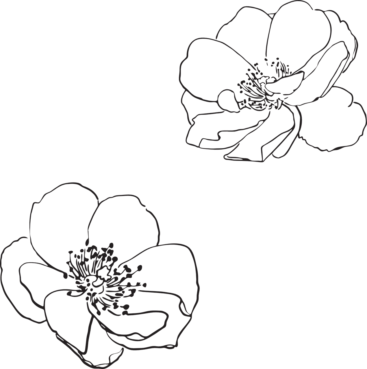 Rose Wild Flower Flowers Png Image - Vector Flower Outline Png Clipart (1270x1280), Png Download