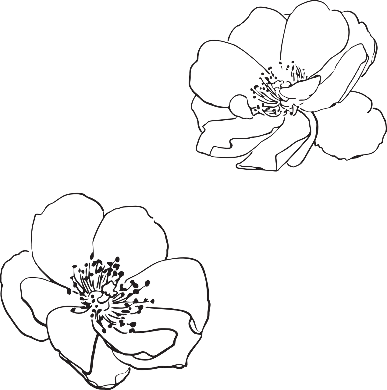 Rose Wild Flower Flowers Png Image Vector Flower Outline Png Clipart Large Size Png Image Pikpng