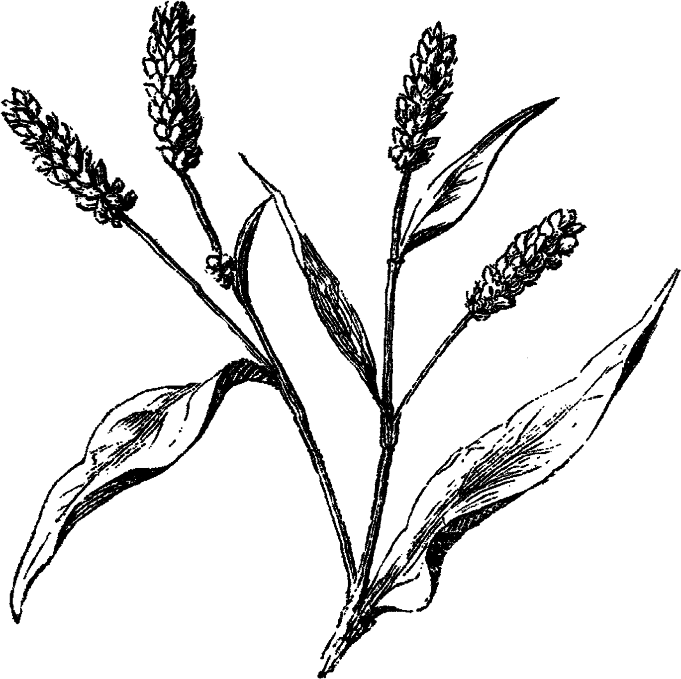 Wildflower At Getdrawings Wildflower Drawing Png Clipart Large Size