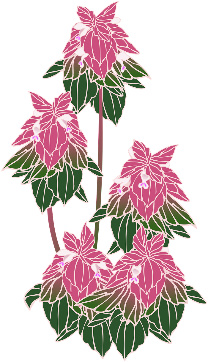 Himeodorikosou Wild Grass Flowers Png Image - Rosa Glauca Clipart (768x1280), Png Download