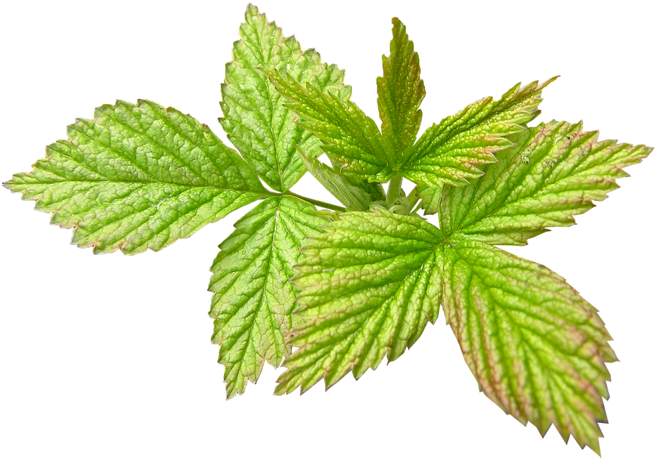 Raspberry, New Leaf, Spring, Season - Nepeta Clipart (960x718), Png Download