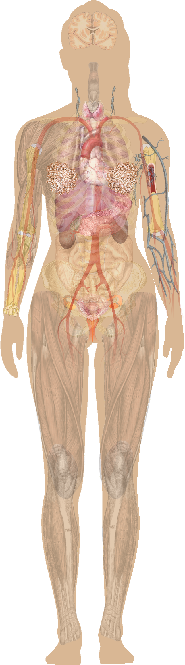 Female Shadow Anatomy Without Labels - Human Body Without Labels Clipart (763x2315), Png Download