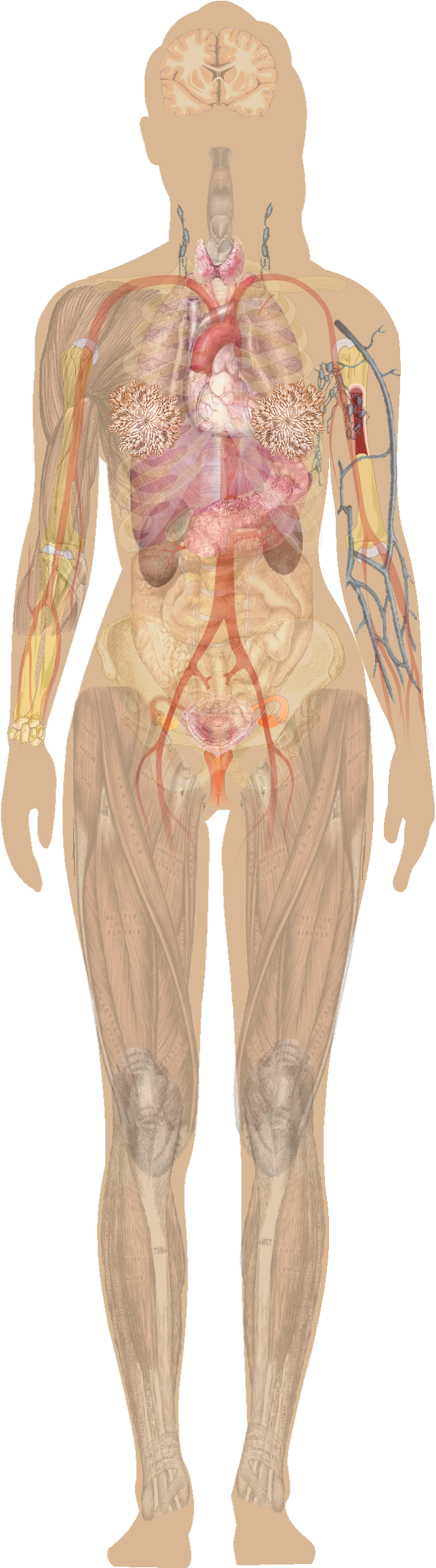 Download Female Shadow Anatomy Without Labels - Human Body Without Labels Clipart Png Download ...