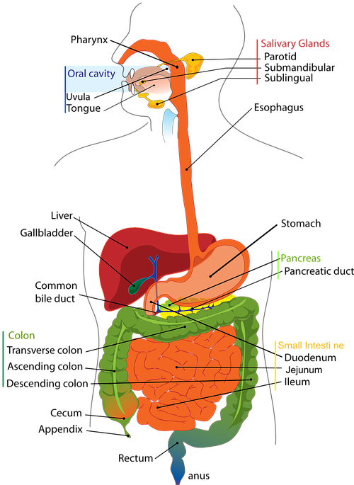 Digestive System Diagram Clipart (502x720), Png Download