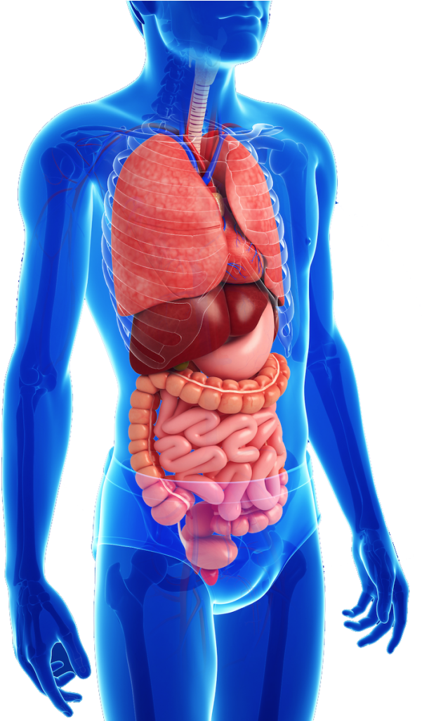 Children S Digestive System - Digestive System Transparent Clipart (614x1024), Png Download