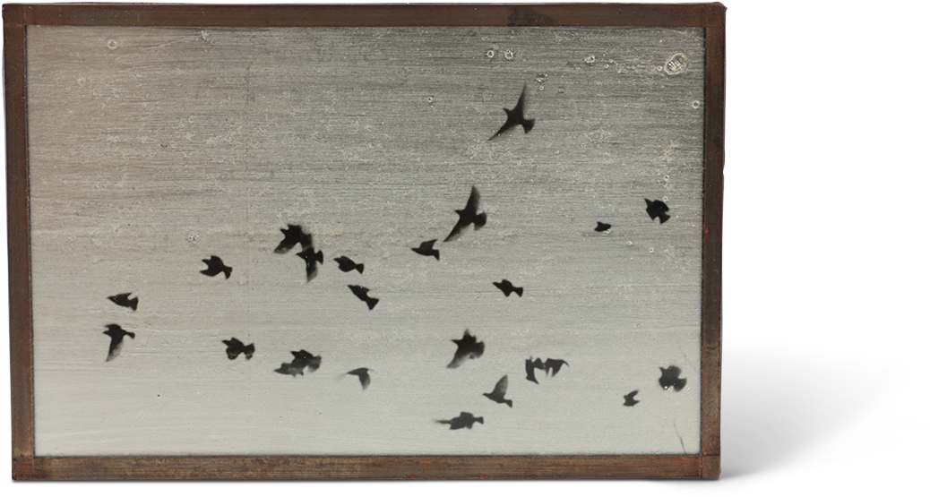 Junco Clipart (1500x1000), Png Download