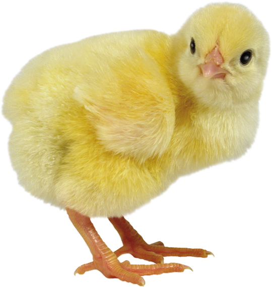 Poussin De Paques Png Clipart (540x570), Png Download